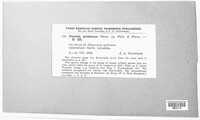 Puccinia recondita image